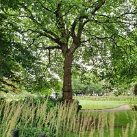 Abercromby Park viewed from Abercromby Square.