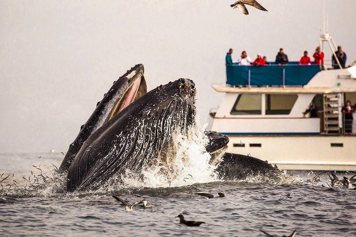 Кит и корабль фото Tour in barca per l'osservazione delle balene a Trincomalee fornito da Lakpura L