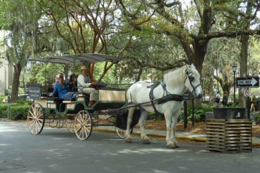 savannah carriage tours photos