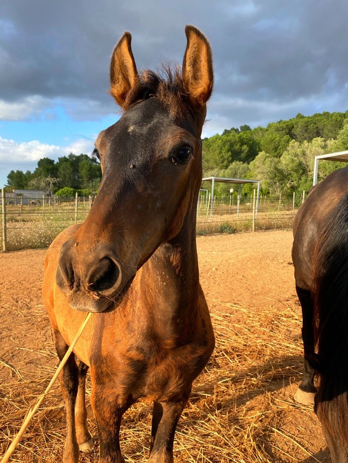 Imagen 10 de Finca Caballo Blanco Son Bages