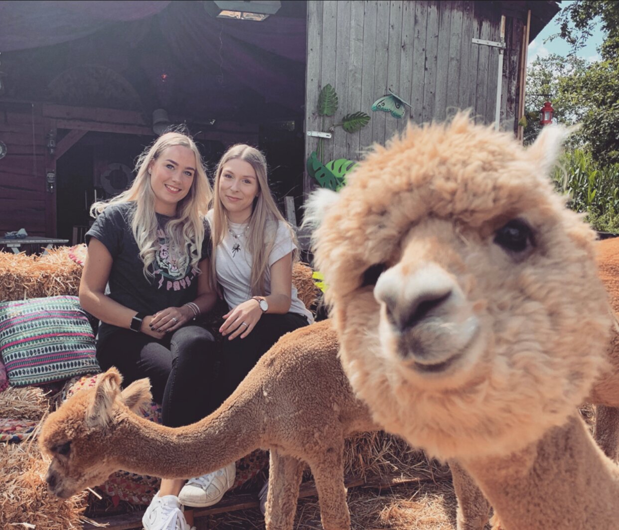 Alpaca Boerderij Lemelerveld