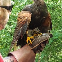 Georgia Mountain Falconry (Dahlonega) - All You Need to Know BEFORE You Go