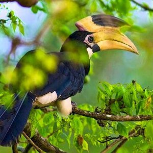 Sri Lanka Safari Adventures: Wildlife Encounters in Paradise - Bundala National Park Bird Species and Migration Patterns