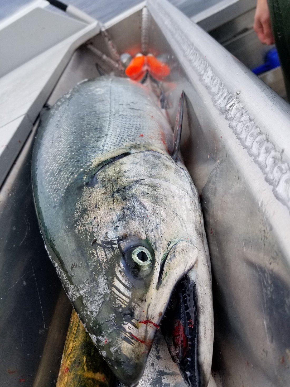 Alaska king salmon fishing near Craig Alaska Kingfisher Charters