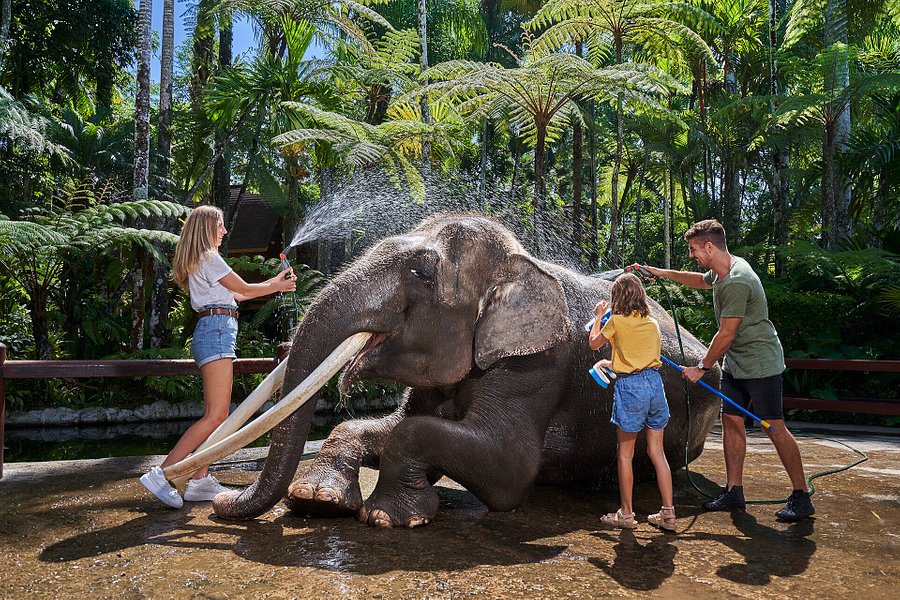 parc safari elephants