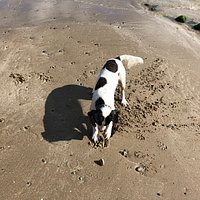 Pep loves his time on this gorgeous clean beach