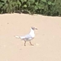 Un Gabbiano passeggia sulla Spiaggia della Riserva ....