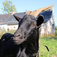 Bouc