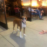 The owner's dog that was very friendly