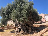 Olive Tree Museum of Vouves - All You Need to Know BEFORE You Go (2024)