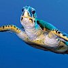 TurtleSearcher