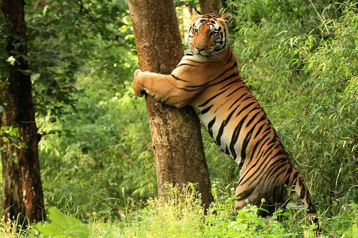 Tiger Safari At Kanha National Park | Mandla, India