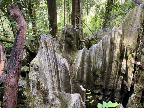 Gunung Mulu National Park Mika review images