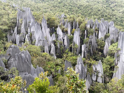 Gunung Mulu National Park Mika review images
