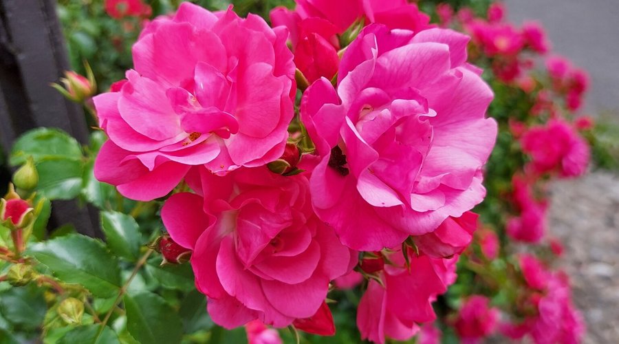 Rose all'esterno della villa