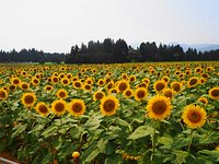 21年 津南ひまわり広場 行く前に 見どころをチェック トリップアドバイザー 21年 津南ひまわり広場 行く前に 見どころをチェック トリップアドバイザー