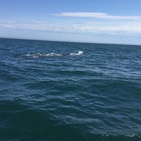 Capt. Riddle's Whale Watch Cruises (Campobello Island) - All You Need ...