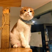 Cat Cafe Goyangi Noriteo (Seoul) - All You Need to Know BEFORE You Go