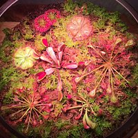 terrarium