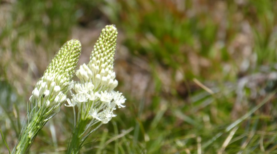 Beargrass nearer the lake