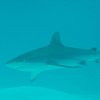 shark girl
