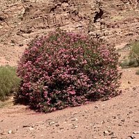 Pink wild desert flowers
