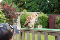 Diurnal Raptors - Overview - The Falconry Centre, Hagley, West Midlands