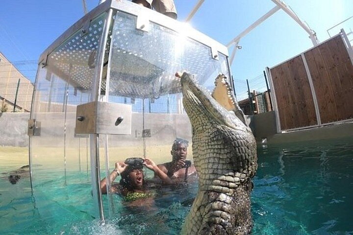 Tripadvisor | Experiencia de buceo en jaulas de cocodrilos en Cabo San  Lucas proporcionado por Cabo Paradise Tours | México