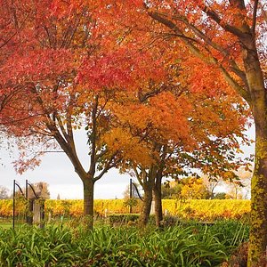 Cloudy Bay Winery in New Zealand Stock Photo - Image of plant, vineyard:  196698398