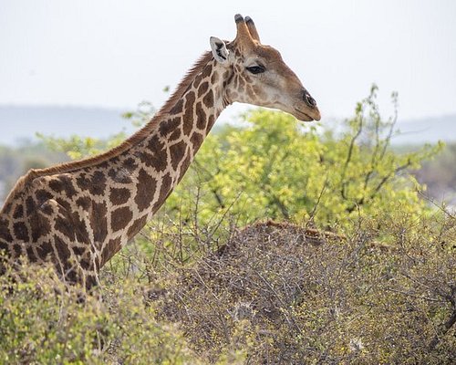 safari holidays in namibia