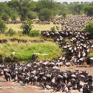 THE 10 BEST Things to Do in Maasai Mara National Reserve - 2023 THE 10 BEST Things to Do in Maasai Mara National Reserve - 2023