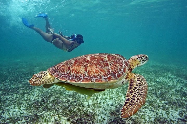 swim with turtles cancun