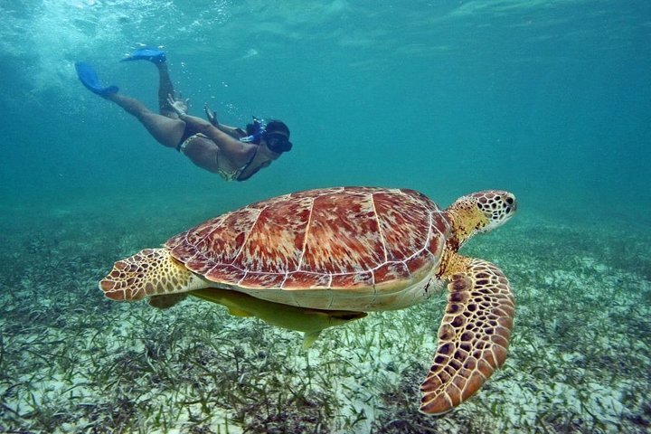 swim with sea turtles cancun