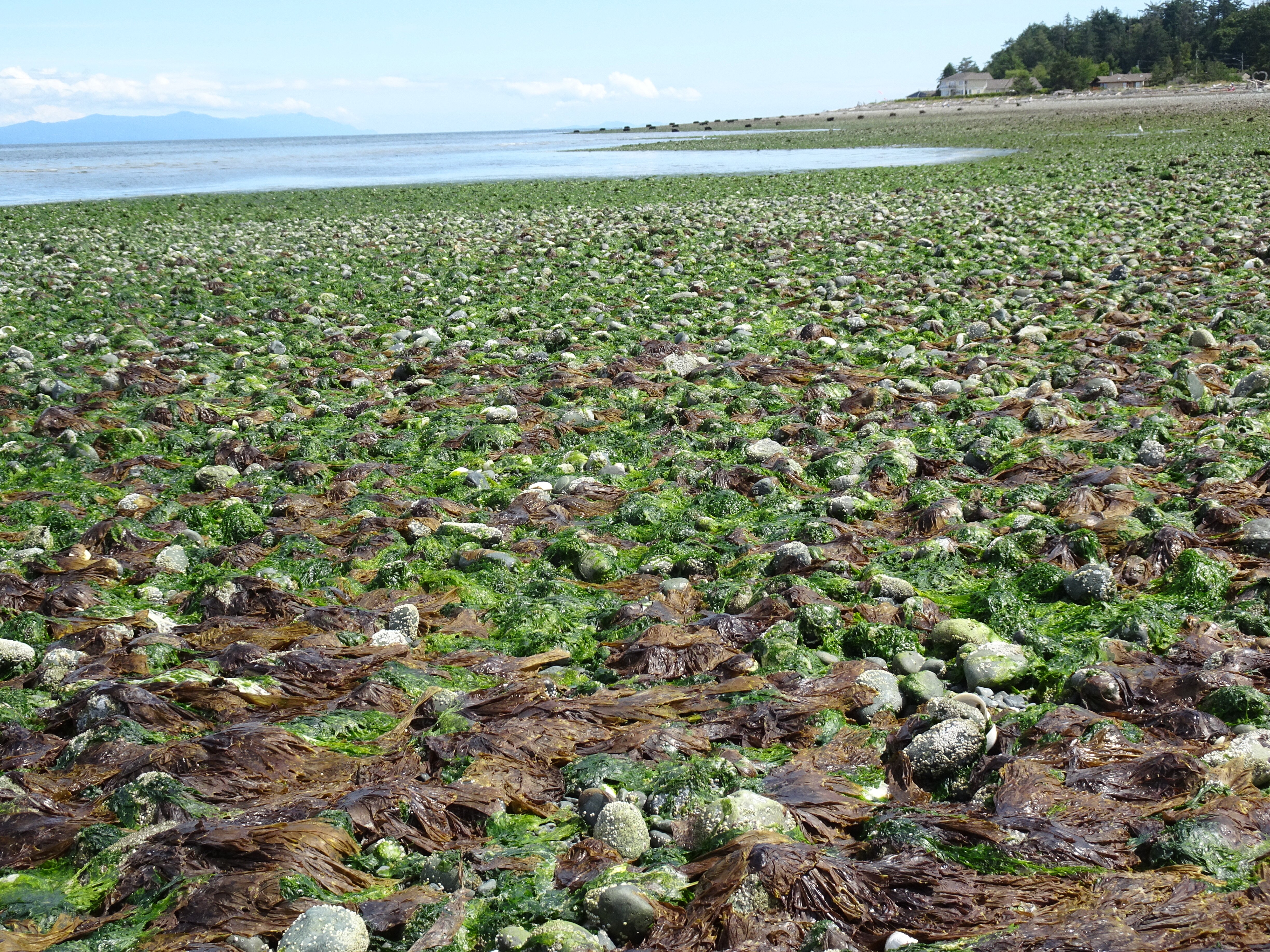 BELLA'S BEACHFRONT B&B (Comox) - B&B Reviews & Photos - Tripadvisor