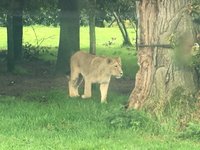 WATCH: Fota Wildlife Park welcomes rare monkeys to Asian Sanctuary