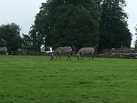 WATCH: Fota Wildlife Park welcomes rare monkeys to Asian Sanctuary