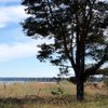 LAntonsson