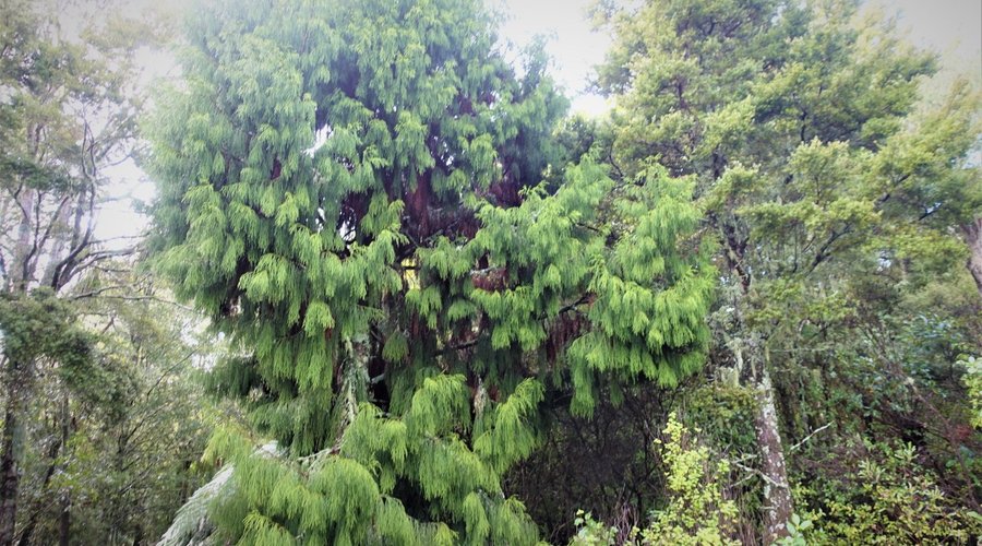 Waipahihi Botanical Gardens
