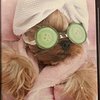 Pamperedpoochie