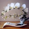 Orchidée