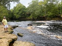 are dogs allowed at steinhatchee falls