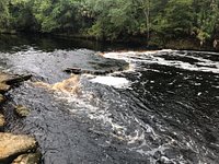 are dogs allowed at steinhatchee falls