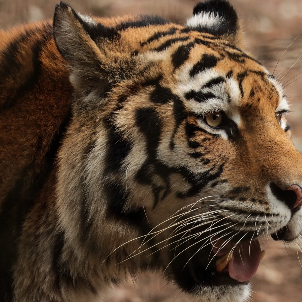 Zooparque (Itatiba) - ATUALIZADO 2023 O que saber antes de ir - Sobre o que as pessoas estão falando - Tripadvisor Zooparque (Itatiba) - ATUALIZADO 2023 O que saber antes de ir - Sobre o que as pessoas estão falando - Tripadvisor