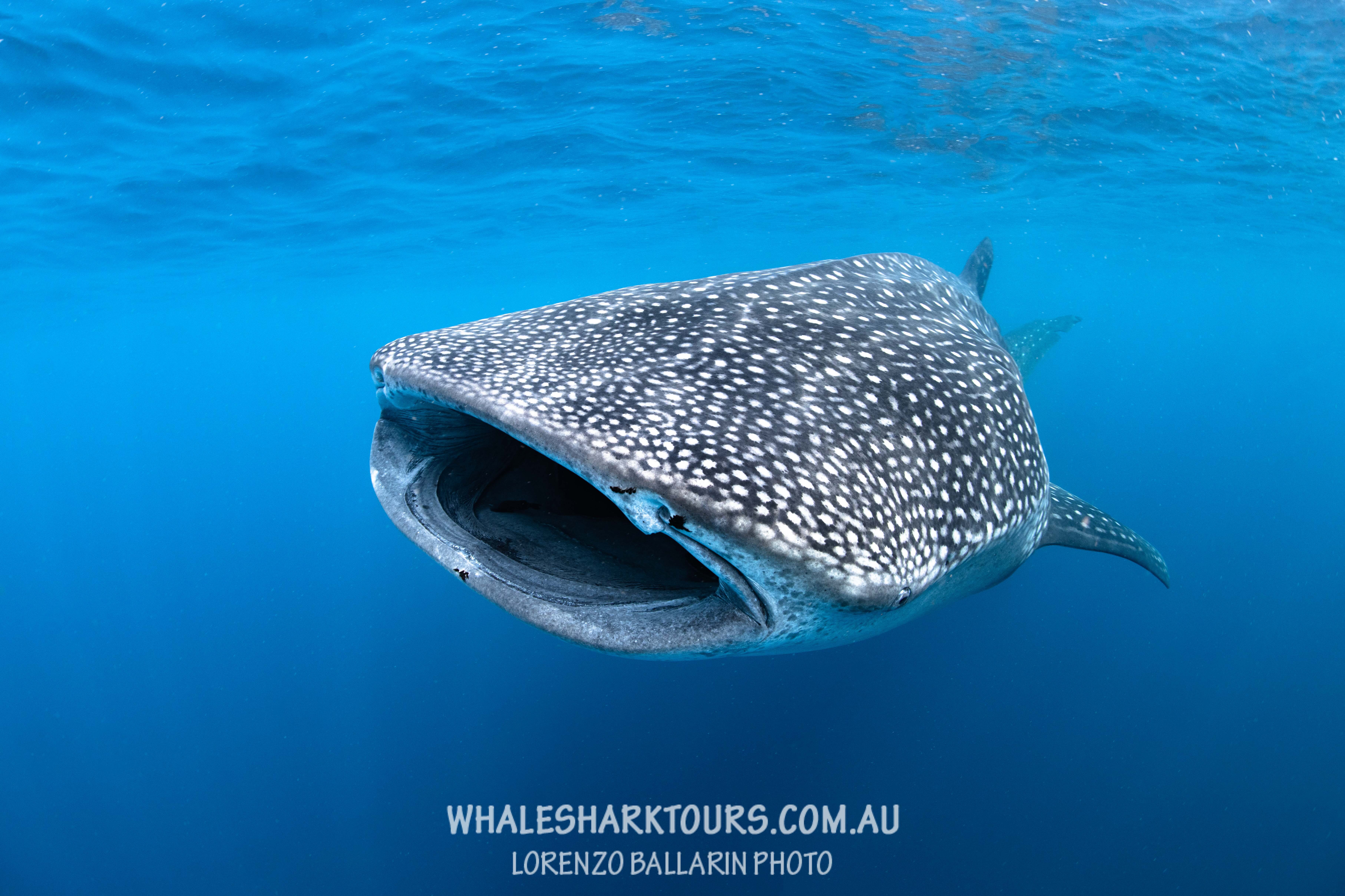 Ningaloo Whaleshark N Dive (Exmouth): All You Need To Know