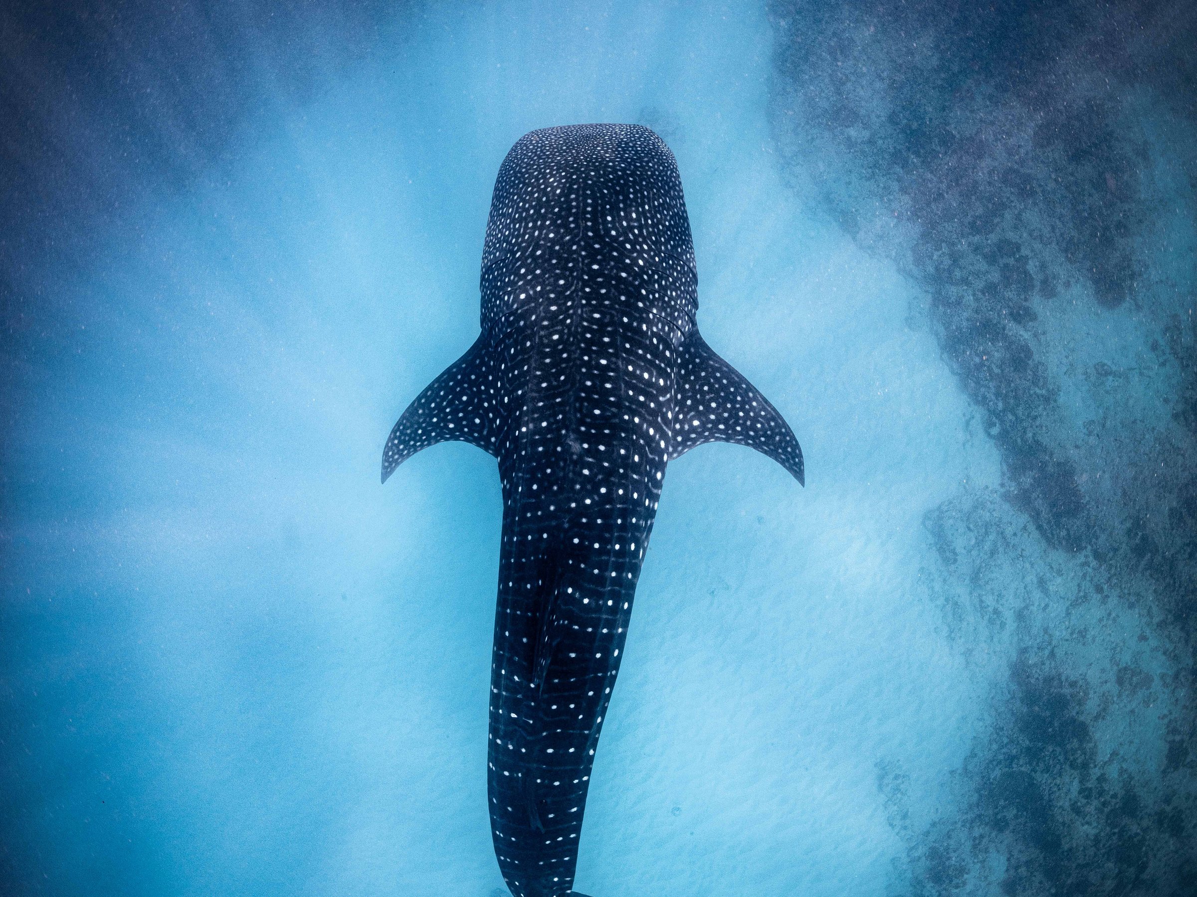 Ningaloo Whaleshark n Dive (Exmouth): All You Need to Know