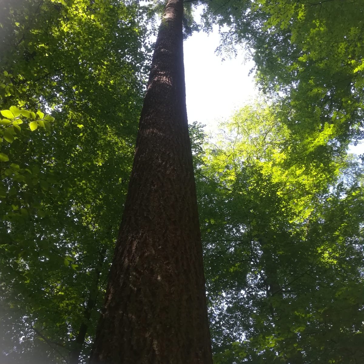 Höchster Baum Deutschlands (Freiburg) Lohnt es sich? (Mit fotos)