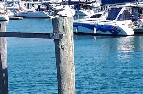 Find pelican 