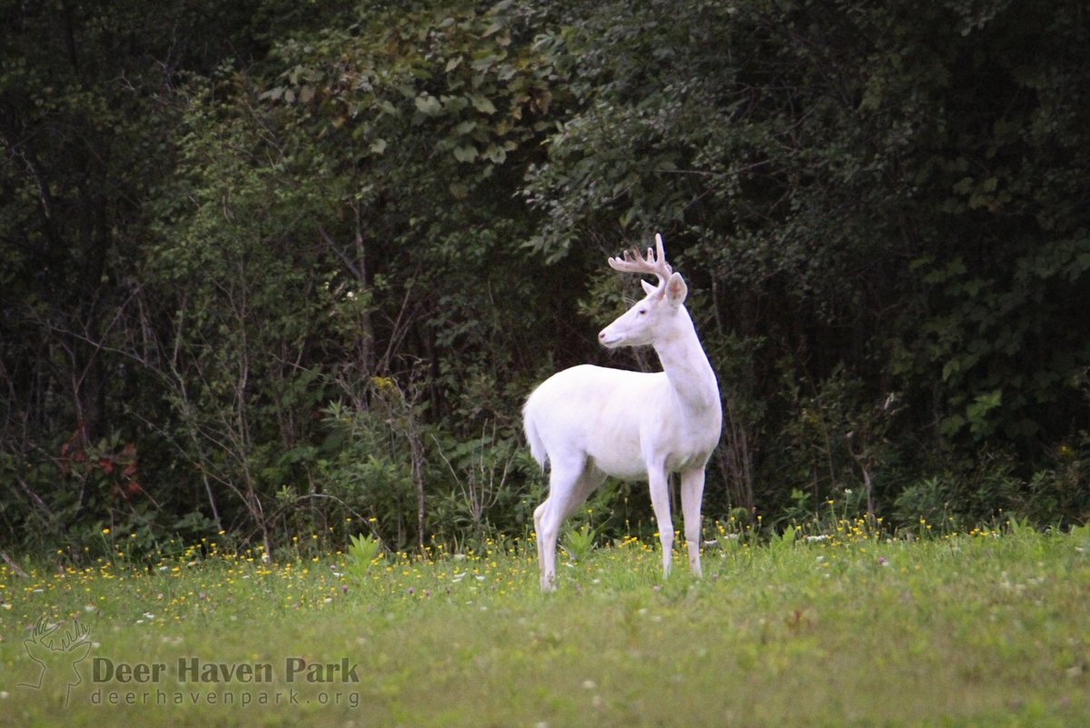 Deer in Upstate New York Park - Lakes & Nature Background