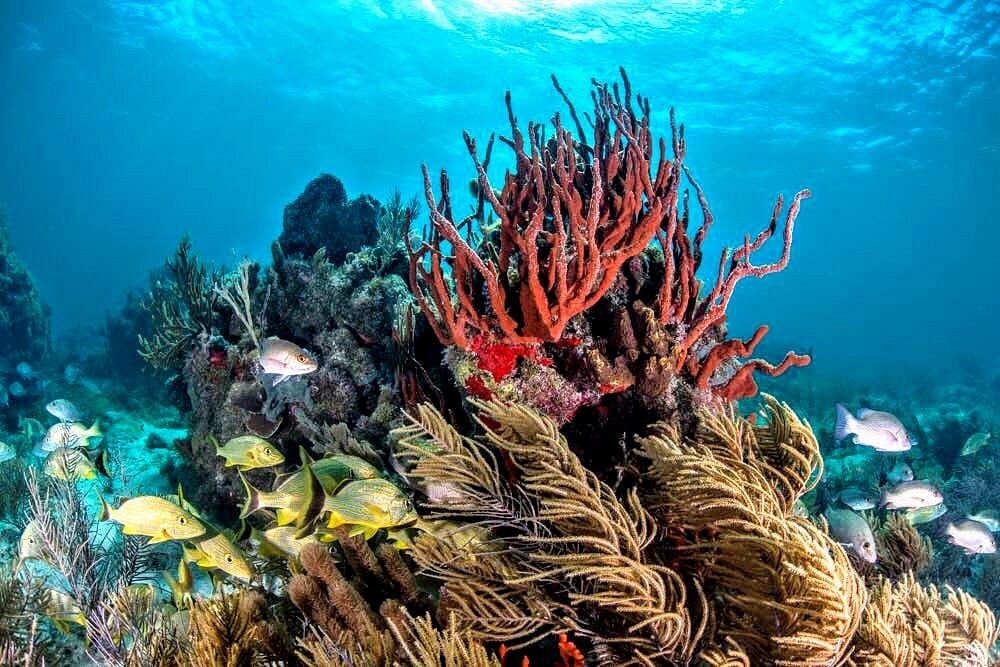 Dorado Buceo Caribe (Puerto Morelos) - Lo que se debe saber antes de viajar - Tripadvisor Dorado Buceo Caribe (Puerto Morelos) - Lo que se debe saber antes de viajar - Tripadvisor
