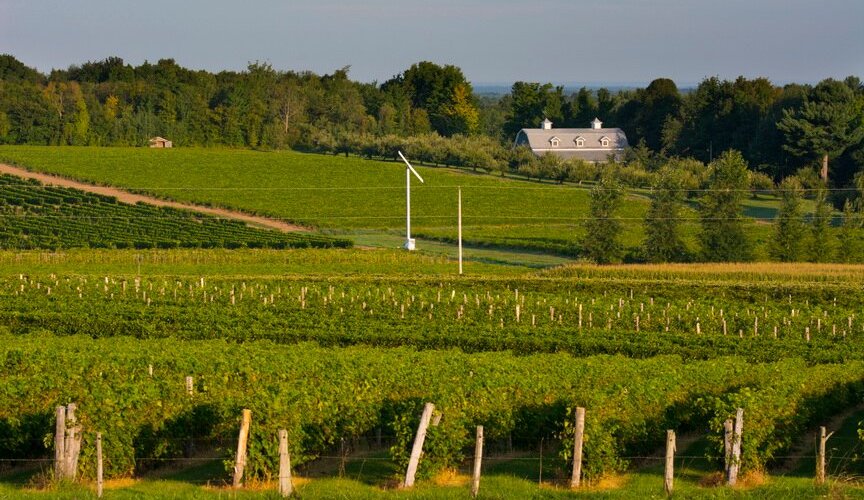 Les champs de vignes.